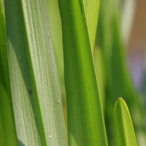 Photographie n°93118 du taxon Sparganium erectum subsp. erectum