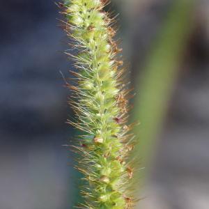 Setaria pumila (Poir.) Roem. & Schult. (Sétaire glauque)