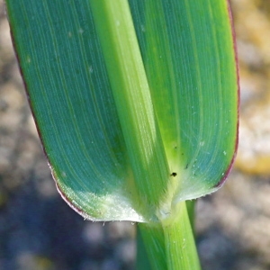 Photographie n°93131 du taxon Setaria pumila (Poir.) Roem. & Schult. [1817]