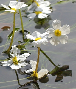 Marie  Portas, le 23 septembre 2012 (Tursac (La Vézère))