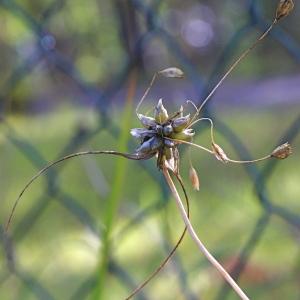 Photographie n°93141 du taxon Allium oleraceum L.