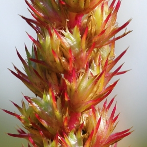 Amaranthus hybridus L. (Amarante hybride)