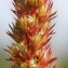  Marie  Portas - Amaranthus hybridus L.