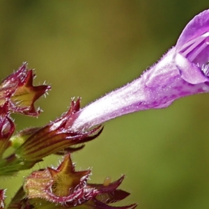 Satureja vulgaris subsp. ascendens (Jord.) Rouy (Calament ascendent)