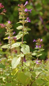 Marie  Portas, le 24 septembre 2012 (Tursac)