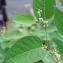  Marie  Portas - Reynoutria japonica Houtt.