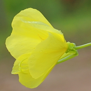 Oenothera ×oehlkersii Kappus ex Rostanski (Onagre d'Oehlkers)