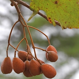 Photographie n°93164 du taxon Sorbus torminalis (L.) Crantz