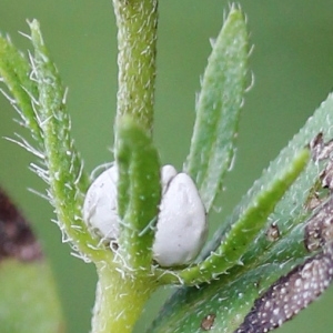 Photographie n°93170 du taxon Lithospermum officinale L. [1753]