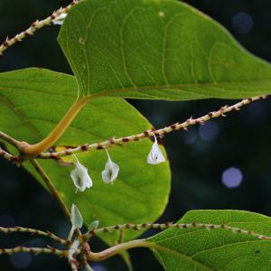 Photographie n°93182 du taxon Reynoutria japonica Houtt.