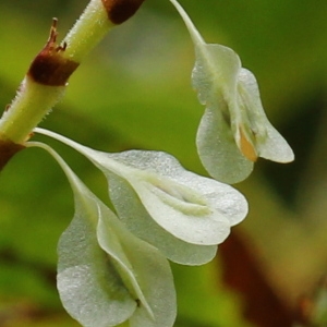 Photographie n°93183 du taxon Reynoutria japonica Houtt.