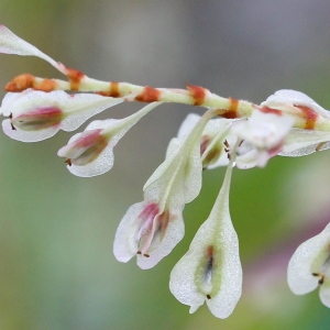 Photographie n°93185 du taxon Reynoutria japonica Houtt.