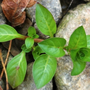 Photographie n°93190 du taxon Ludwigia repens Sw.
