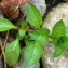  Marie  Portas - Ludwigia repens Sw.