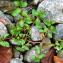  Marie  Portas - Ludwigia repens Sw.