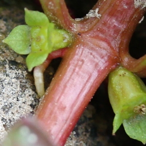 Photographie n°93192 du taxon Ludwigia repens Sw. [1788]