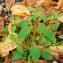  Marie  Portas - Chenopodium polyspermum L.