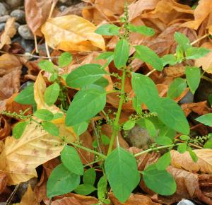 Marie  Portas, le 26 septembre 2012 (Le Buisson-de-Cadouin)