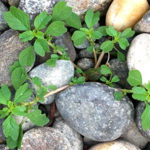  - Amaranthus blitum L.