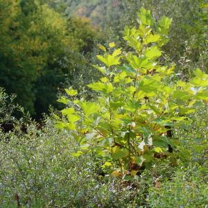 Photographie n°93209 du taxon Platanus x hispanica Mill. ex Münchh. [1770]