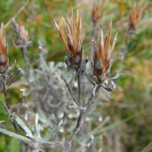 Photographie n°93216 du taxon Staehelina dubia L. [1753]