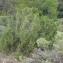  Paul Fabre - Juniperus phoenicea L. [1753]