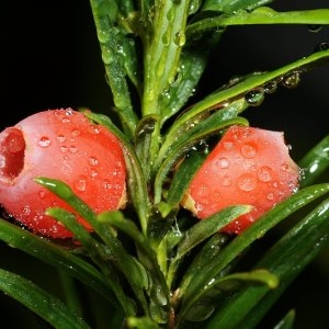 Photographie n°93223 du taxon Taxus baccata L.