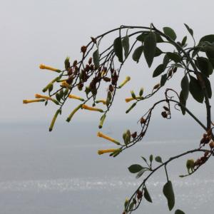 Photographie n°93229 du taxon Nicotiana glauca Graham [1828]