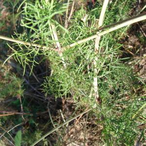 Photographie n°93238 du taxon Scabiosa triandra L. [1753]