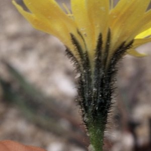 Scorzoneroides montana (Lam.) Holub (Liondent des montagnes)