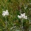  Jean-Luc Gorremans - Antennaria dioica (L.) Gaertn. [1791]