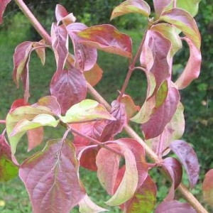 Photographie n°93257 du taxon Cornus sanguinea L. [1753]