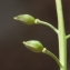  Liliane Roubaudi - Lepidium graminifolium L.