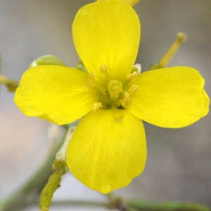 Photographie n°93283 du taxon Diplotaxis muralis (L.) DC. [1821]