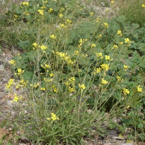 Photographie n°93284 du taxon Diplotaxis muralis (L.) DC. [1821]