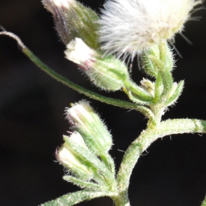 Photographie n°93305 du taxon Aster squamatus (Spreng.) Hieron. [1900]