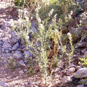 Photographie n°93306 du taxon Aster squamatus (Spreng.) Hieron. [1900]