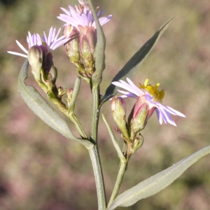 Photographie n°93314 du taxon Aster tripolium subsp. tripolium