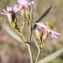  Liliane Roubaudi - Aster tripolium subsp. tripolium