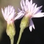  Liliane Roubaudi - Aster tripolium subsp. tripolium