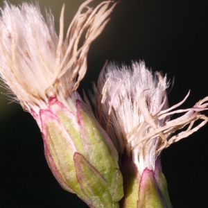 Photographie n°93319 du taxon Aster tripolium subsp. tripolium