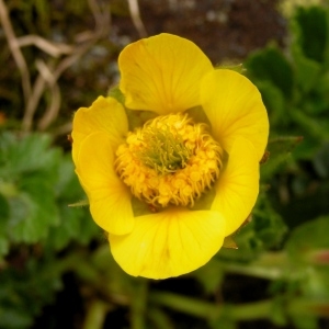 Photographie n°93325 du taxon Geum pyrenaicum Mill. [1768]