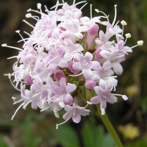 Valeriana rupicola Lag. (Valériane à feuilles de globulaire)