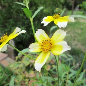 Photographie n°93335 du taxon Bidens aurea (Aiton) Sherff [1915]