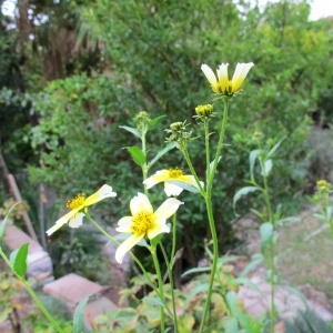 Photographie n°93336 du taxon Bidens aurea (Aiton) Sherff [1915]