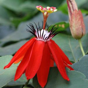 Passiflora miniata [nn] par Marie CHAMPAGNE le 06/02/2012 - 