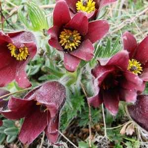 Pulsatilla rubra (Lam.) Delarbre [1800] [nn54081] par Françoise Peyrissat le 04/04/2009 - Saint-Saturnin