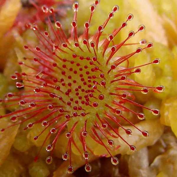 Drosera rotundifolia L. [1753] [nn23111] par Françoise Peyrissat le 08/08/2010 - Saint-Nicolas-des-Biefs