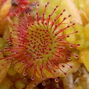 Drosera rotundifolia L. var. rotundifolia (Droséra à feuilles rondes)