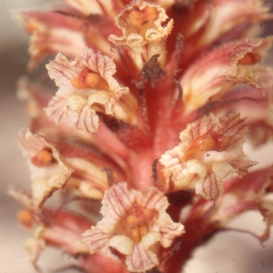 Orobanche fuliginosa Reut. ex Jord. (Orobanche)